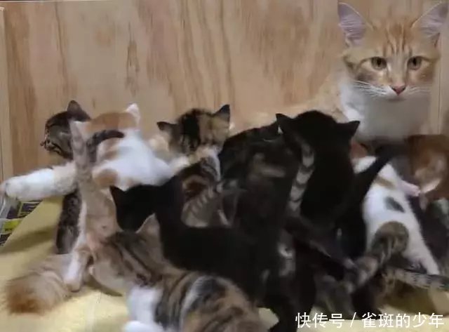 橘猫感觉生了14个小猫崽喂奶时表情亮了:妈妈热迪丽包问表巴情疑图片