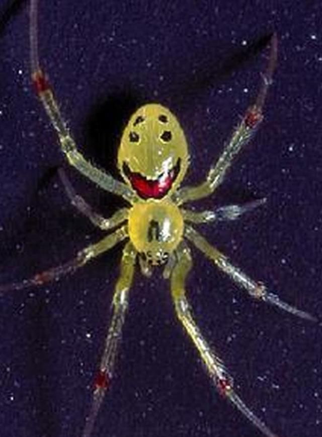 世界上最可爱的蜘蛛,它居然会笑!网友:第一次见!