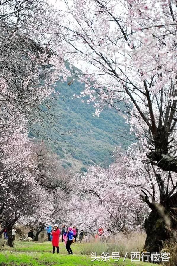 这种美又忍不住想让人亲近,桃花树下走过的藏族老阿妈,漂亮的姑娘