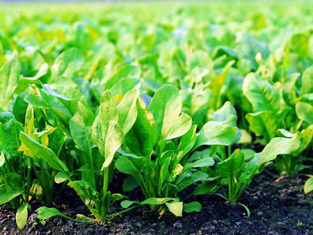 露地越冬根茬菠菜,小葱在9月下旬播种最为适宜,同小麦播期基本相同