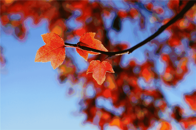 红叶那么美,你知道它们的名字吗?-北京时间