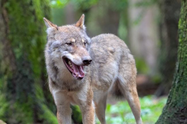 小狼崽拦路哭泣, 护林员尾随其后, 气的咬牙切齿, 转身抹眼