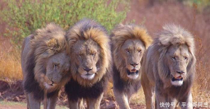 什么动物没有性别_有什么动物没有性_有颜色的性别符号