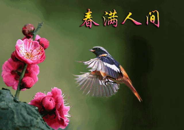壁纸 动物 鸟 鸟类 雀 640_453 gif 动态图 动图图片