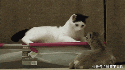 搞笑gif动图:吸烟我只佩服你,真的你太牛了