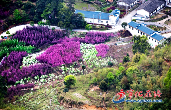 宁化上坪赏花摄影大赛入围作品新鲜出炉