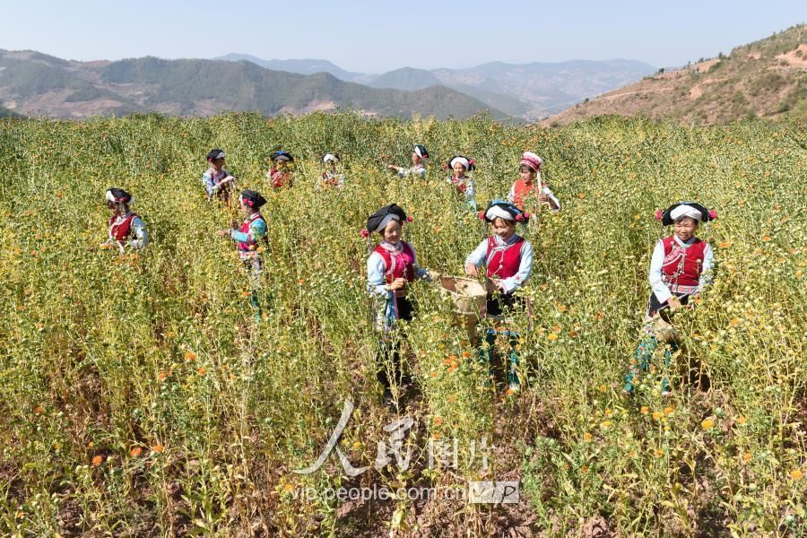 云南省大理州巍山县五印乡新民村彝族群众在田间采摘滇红花中药材