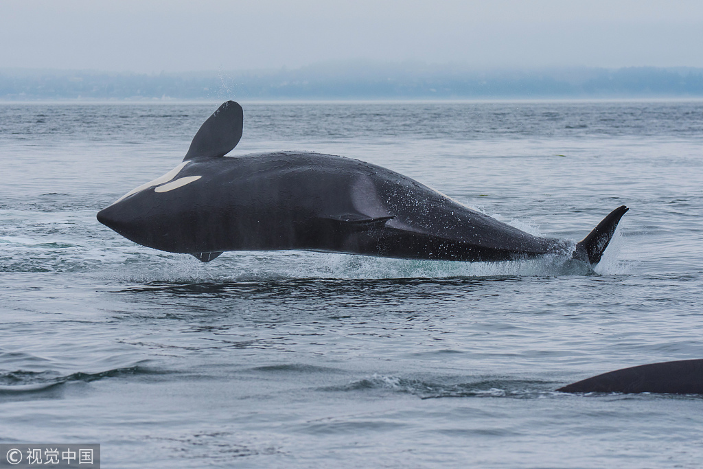 有练过! 美国6吨虎鲸演绎轻功
