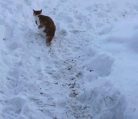 当猫咪遇上雪,就像猫咪吃了猫薄荷,哈士奇遇上"二傻!