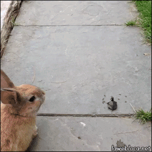 搞笑gif图:我看你怎么拿下来!