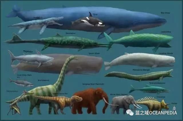 关于世界上最大的动物蓝鲸的11个真相!