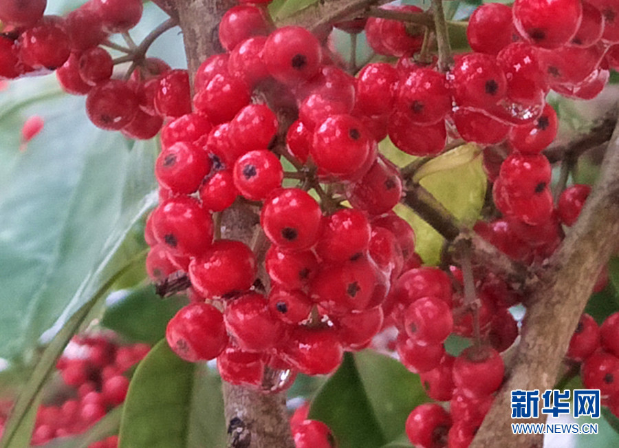 新华网发(吴雪芳摄)春雨洗礼后的铁冬青树果子红若丹珠,赏心悦目.