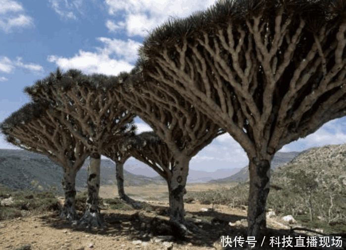 世界五大未解之谜:龙血树胜过云南白药,第三只眼人人都有?