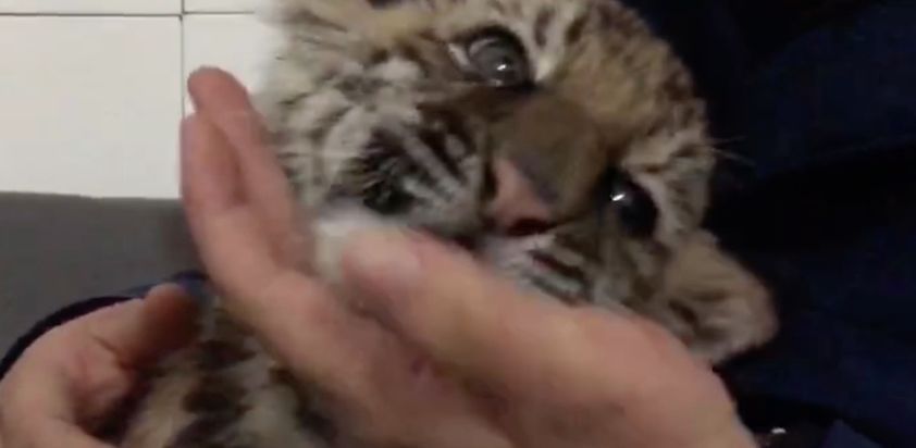 这只"四川造"小老虎乖爆!园长给它当爸爸,喝的第一口奶竟是