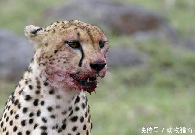 猎豹进食突遭鬣狗拦路,不过食物不但没有被抢走,还反出一口气