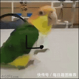 壁纸 动物 鸟 鹦鹉 258_258 gif 动态图 动图