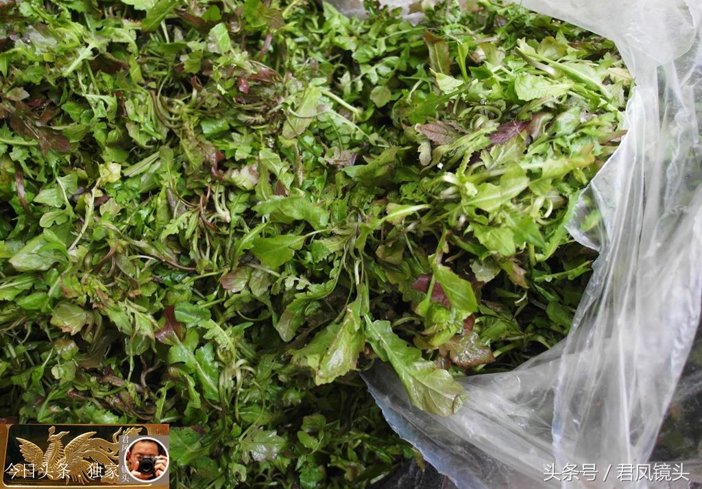 湖北宜昌:地米菜在寒冬腊月上市,售价5元一斤!买者少!