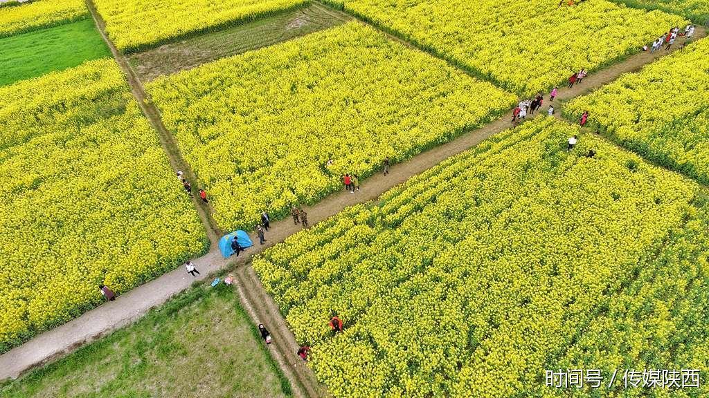 天空之城 鸟瞰中国最美油菜花海 汉中洋县