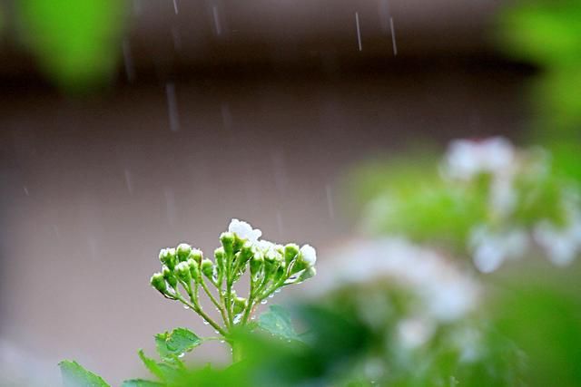 《心语集》愿爱,如丝绵长如春天的雨