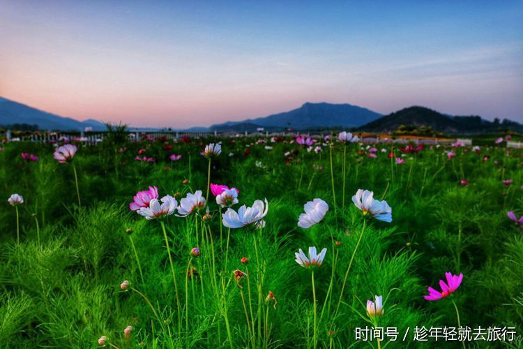 北京昌平七孔桥千亩花海美爆初夏