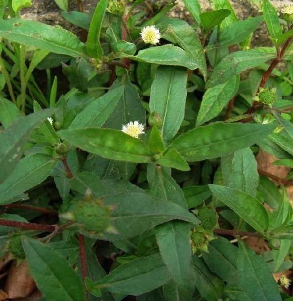 这些农村的野草都是草药,农村地里遍地是宝