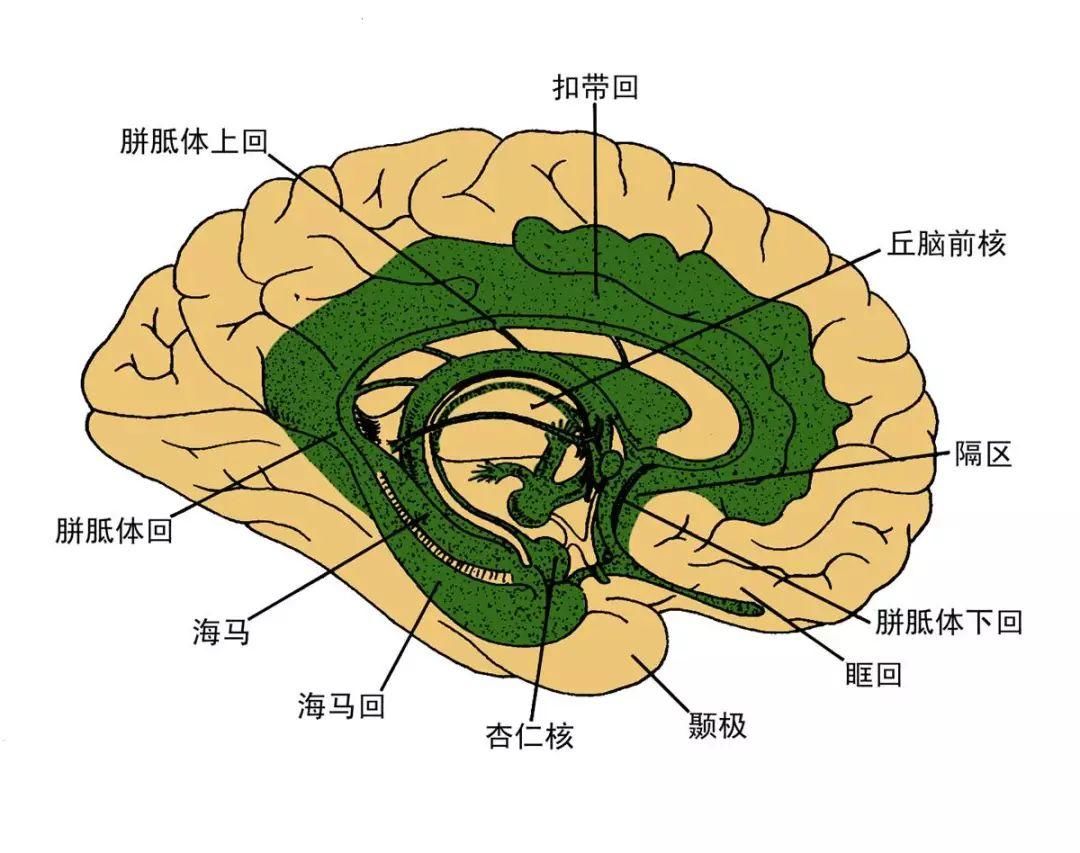 科学家把目光移到了患者大脑的病变区域——海马区.