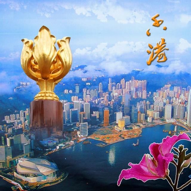 每日一花:香港市花紫荆花