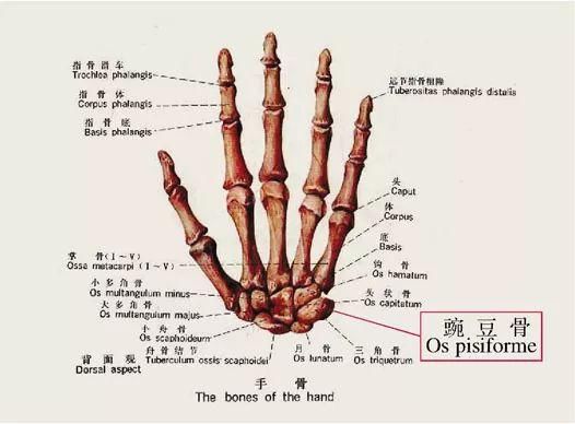 腕骨包括:与桡骨相连的舟骨,月骨,三角骨,豌豆骨,以及与掌骨相连的