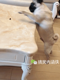 搞笑gif趣图 老妹啊,你这舌头也太厉害了吧,这操作无人能敌啊