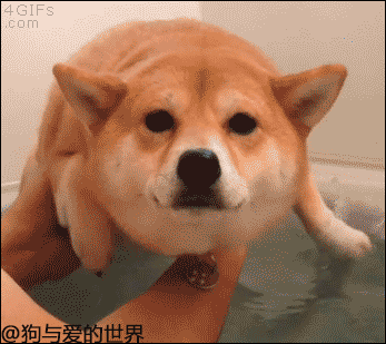 壁纸 动物 狗 狗狗 347_309 gif 动态图 动图