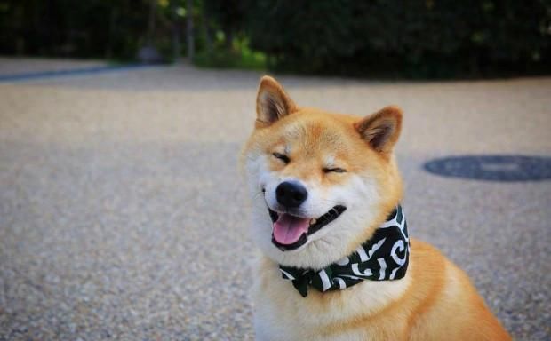 日本的柴犬maru今年7岁,是instagram上的超人气狗明星,以微笑著名