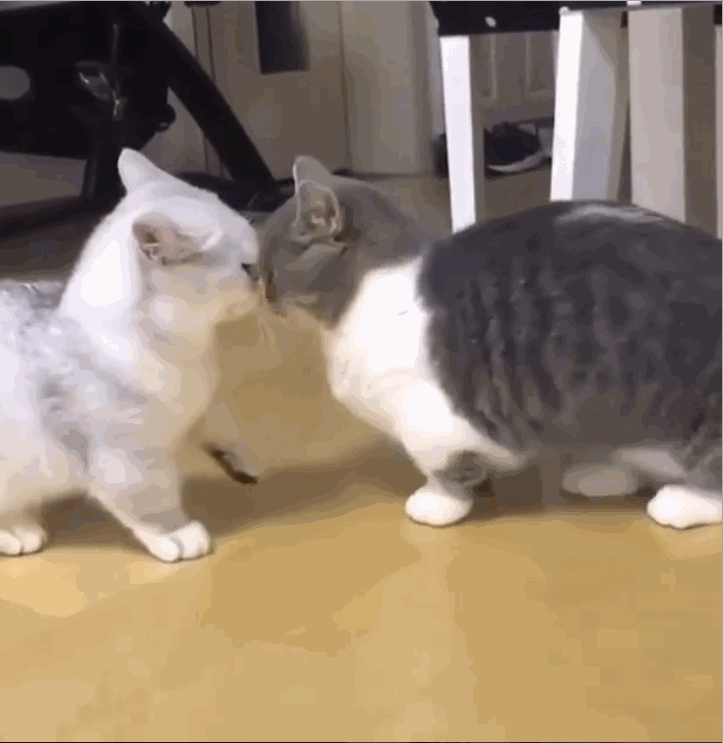 两只猫亲亲动态图 小猫亲亲的动态表情