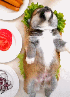 壁纸 动物 狗 狗狗 231_321 gif 动态图 动图