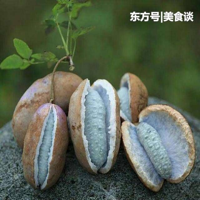 八月瓜熟启齿,索溪峪,杨家界等山麓谷地,林缘灌木丛中野生资源丰富