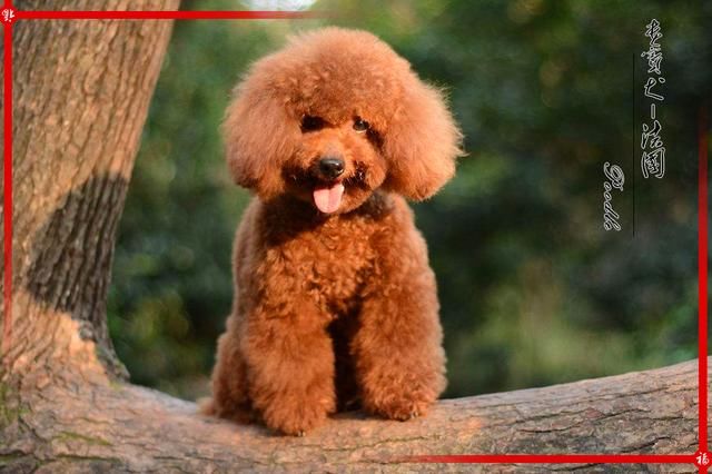 贵宾犬(别名:贵妇犬,贵客犬,卷毛犬,泰迪犬,英文名:poodle:贵宾犬由