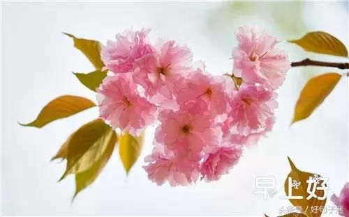 微信早上好的鲜花图片问候语 朋友圈早晨动态鲜花祝福