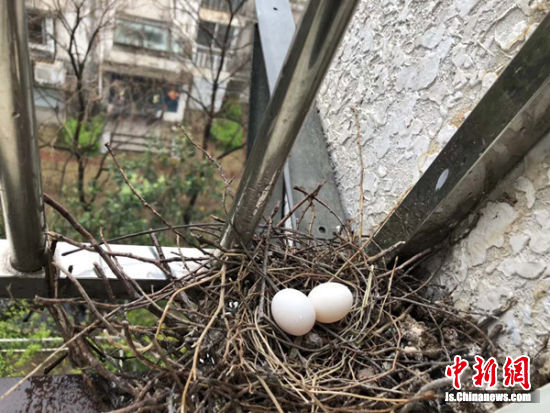 一对斑鸠夫妻连续两年到徐州市民家窗台做窝孵育子女