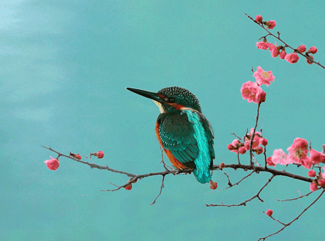 壁纸 动物 鸟 鸟类 雀 640_475 gif 动态图 动图