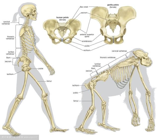 首先是动物和人类骨盆差别.