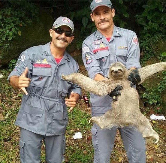 这张树懒获救照片一上传就引出各路ps大神,第一张真的笑死人了