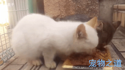 贪吃猫咪独占猫粮,别的小猫想要一起分享,它的反应太霸道了