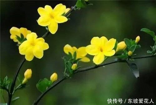 迎春花颜色金黄,气味清香,你知道如何培养吗?