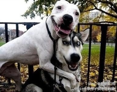 狗狗搞笑表情包,专治各种不开心!