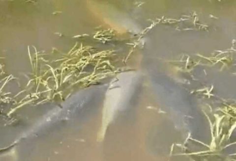 梦见掉水里,探索梦境背后的深层含义与心理启示 梦见掉水里,探索梦境背后的深层含义与心理启示