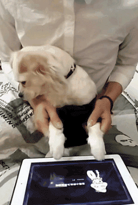 搞笑gif:敢打我小弟看样子不想混了!不知道这一片是我