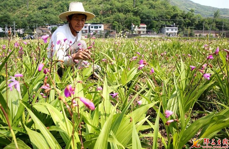 在程日炳的白芨基地里,放眼四望,白芨花枝盈盈,披紫挂红,争奇斗艳.