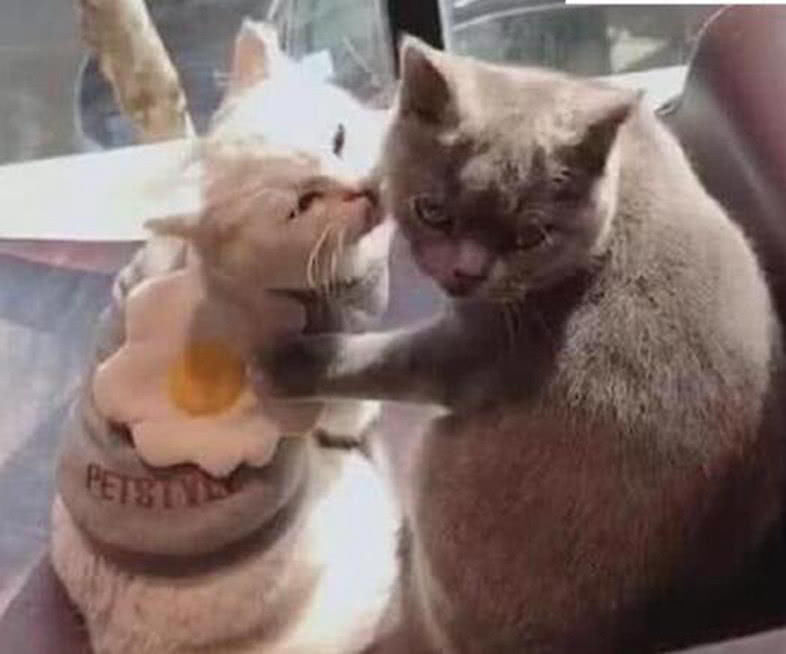 好不容易熬到下班刚推开门,两只猫正在亲亲我我,主人懵了