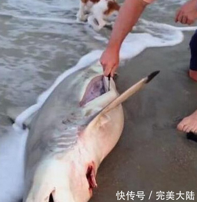 男子海滩上发现了一条死去的鲨鱼,没想到在鲨鱼肚子中