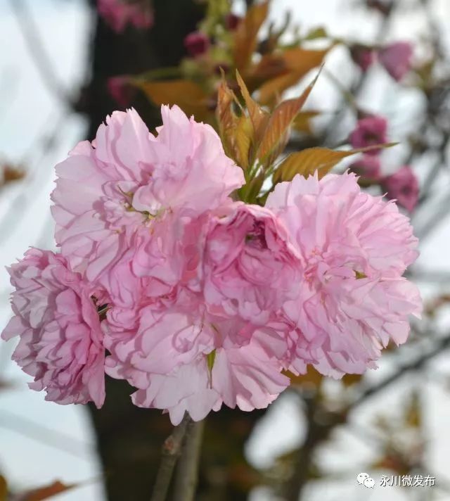 因樱花种植基地在云雾山,燃灯山两山的峡谷内,而得名为"樱花谷.