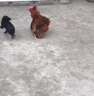 狗子欺负母鸡,被闻讯赶来的公鸡逮到,鸡:今年本命年你